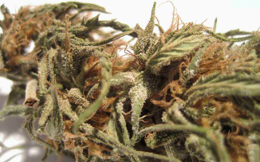 Choroby marihuany