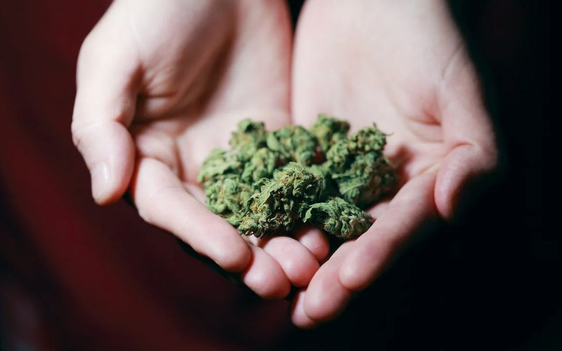 Marihuana o smaku Gelato