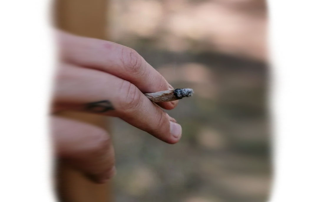 Konopie w odmianie Gelato