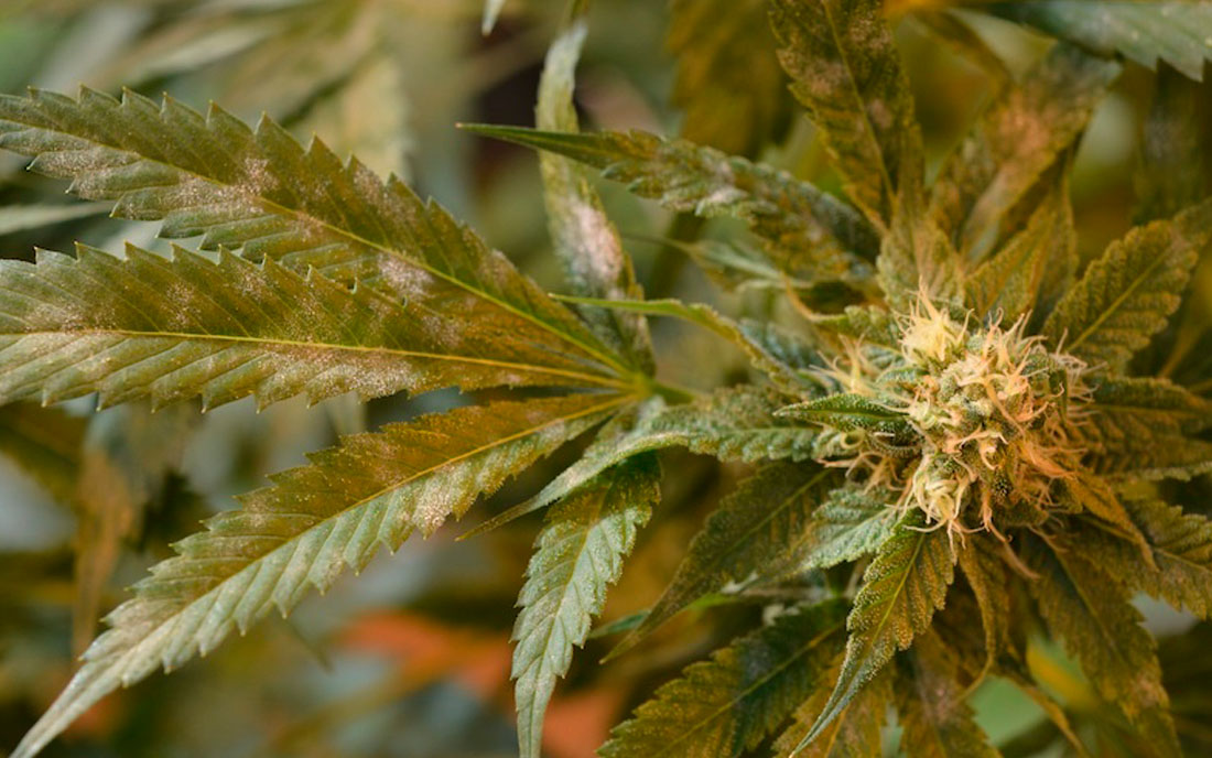 Pleśń na liściach konopi