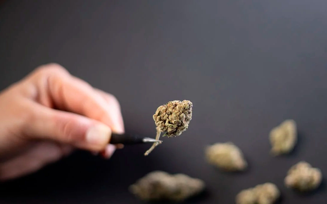 Rodzaje konopi na świecie