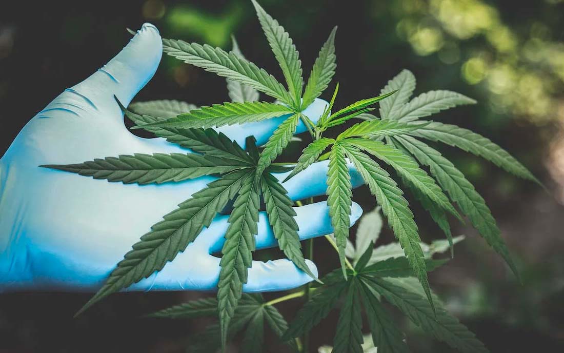 Liście marihuany przed przetworzeniem