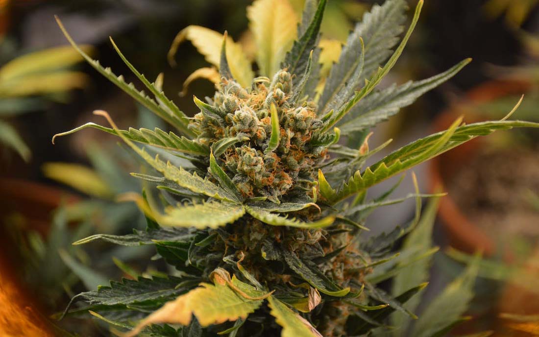 Marihuana w trakcie uprawy