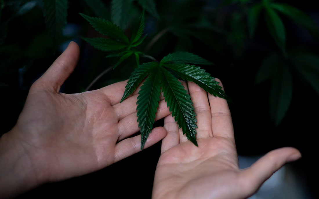 Ochrona upraw konopi