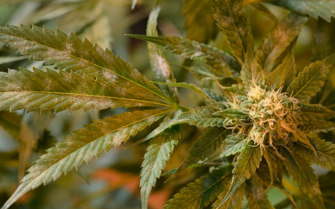 Roślina konopi indyjskiej