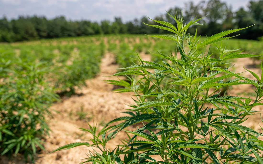 Uprawa marihuany na dworze