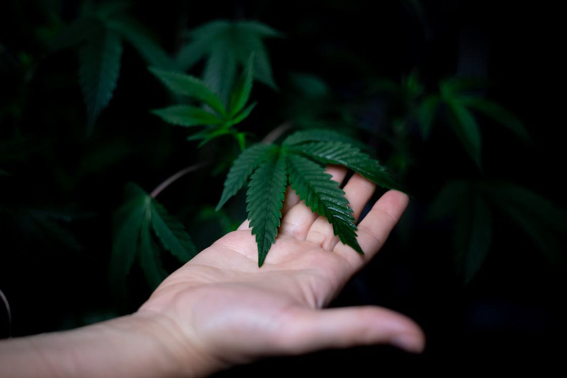 Marihuana na bezsenność