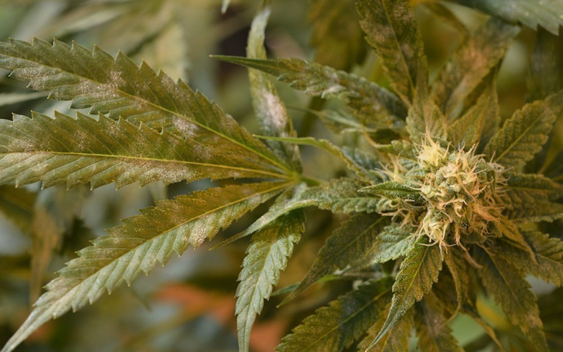 Jak przyciąć korzenie konopi?