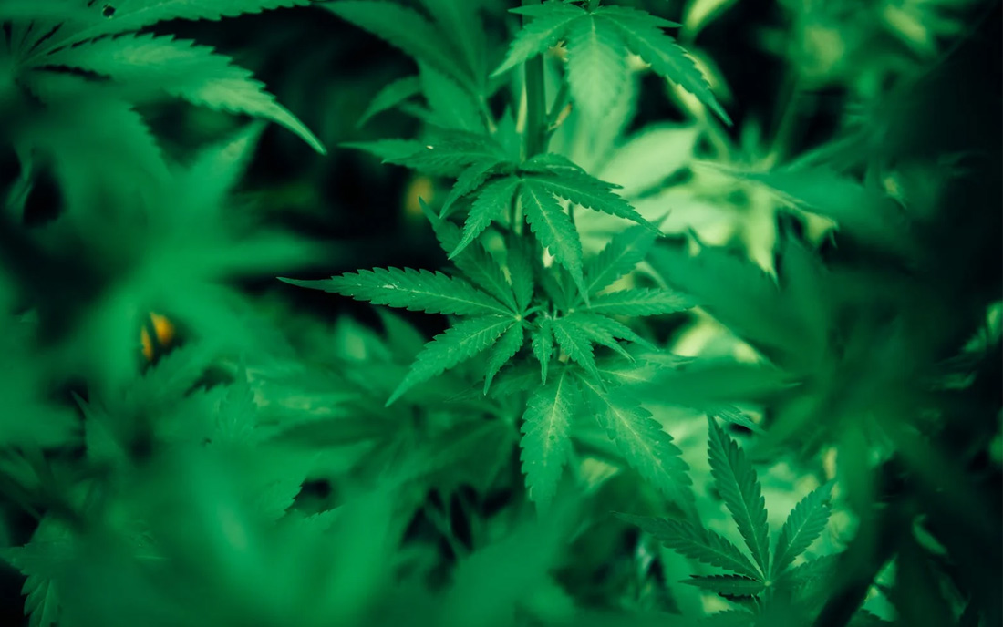 Konopie we wzroście