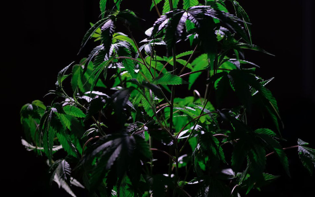 Wzrost konopi a światło 