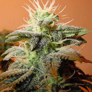 menu-icon
