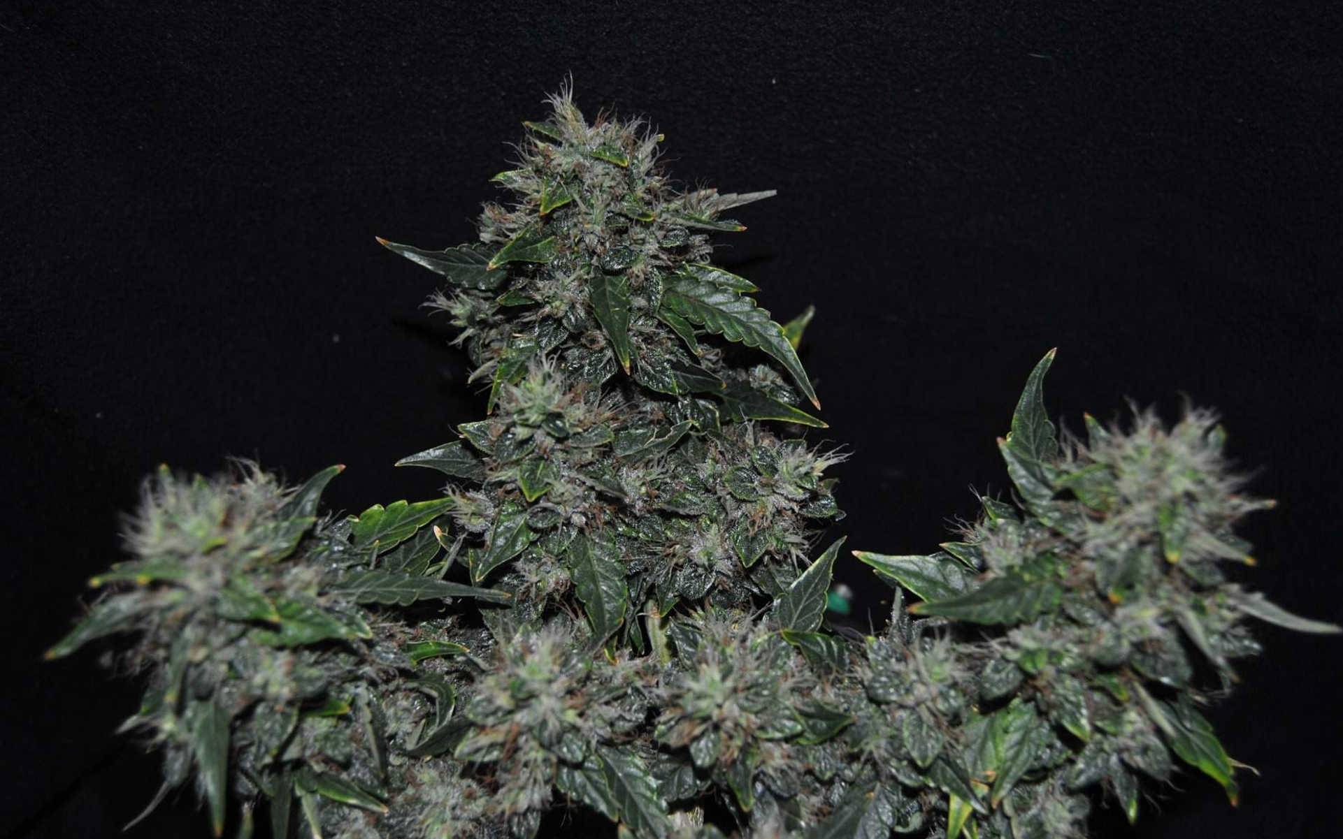 CBD Auto 20:1 - nowy automat od Fast Buds