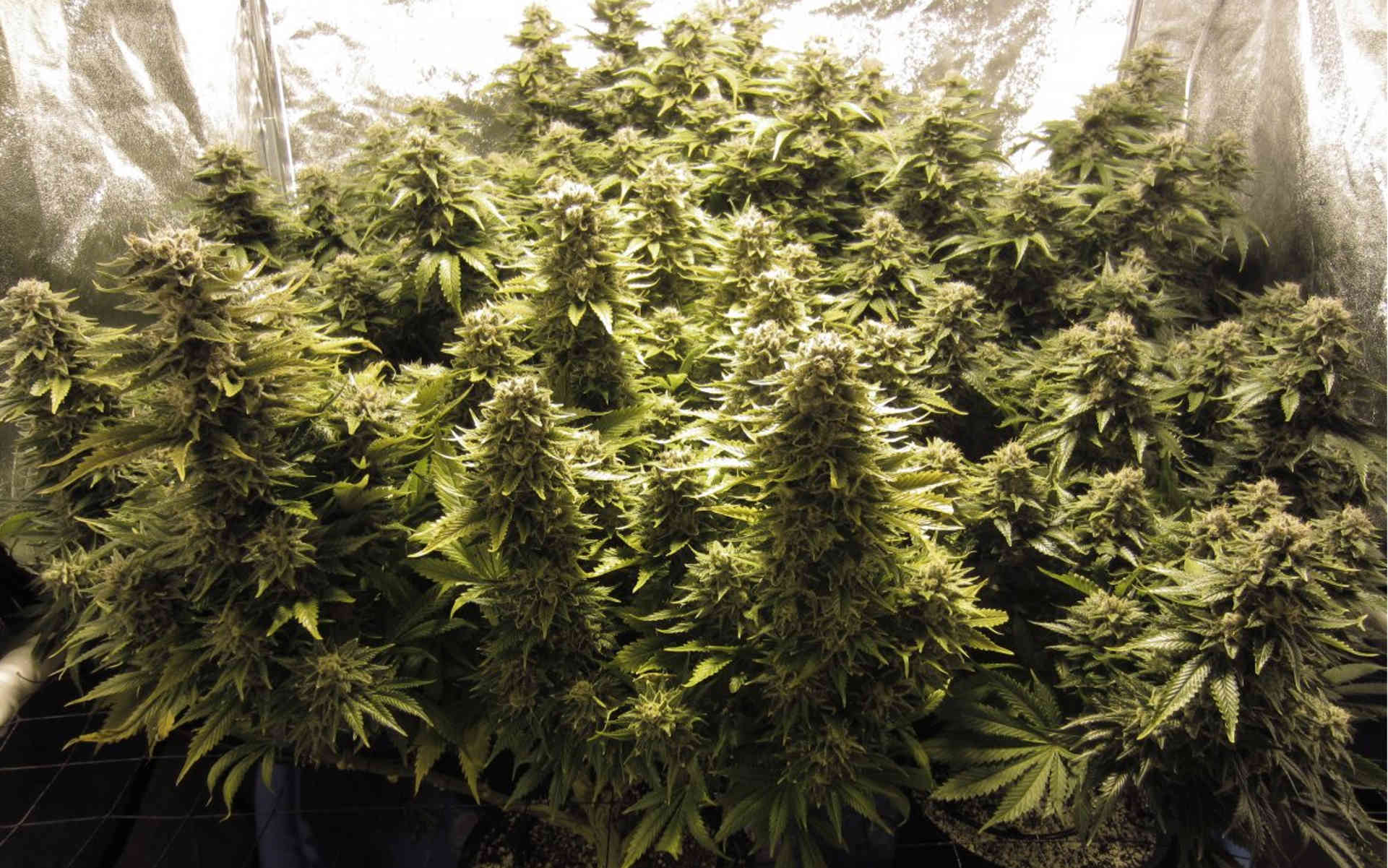 Black Domina - legendarna Indica