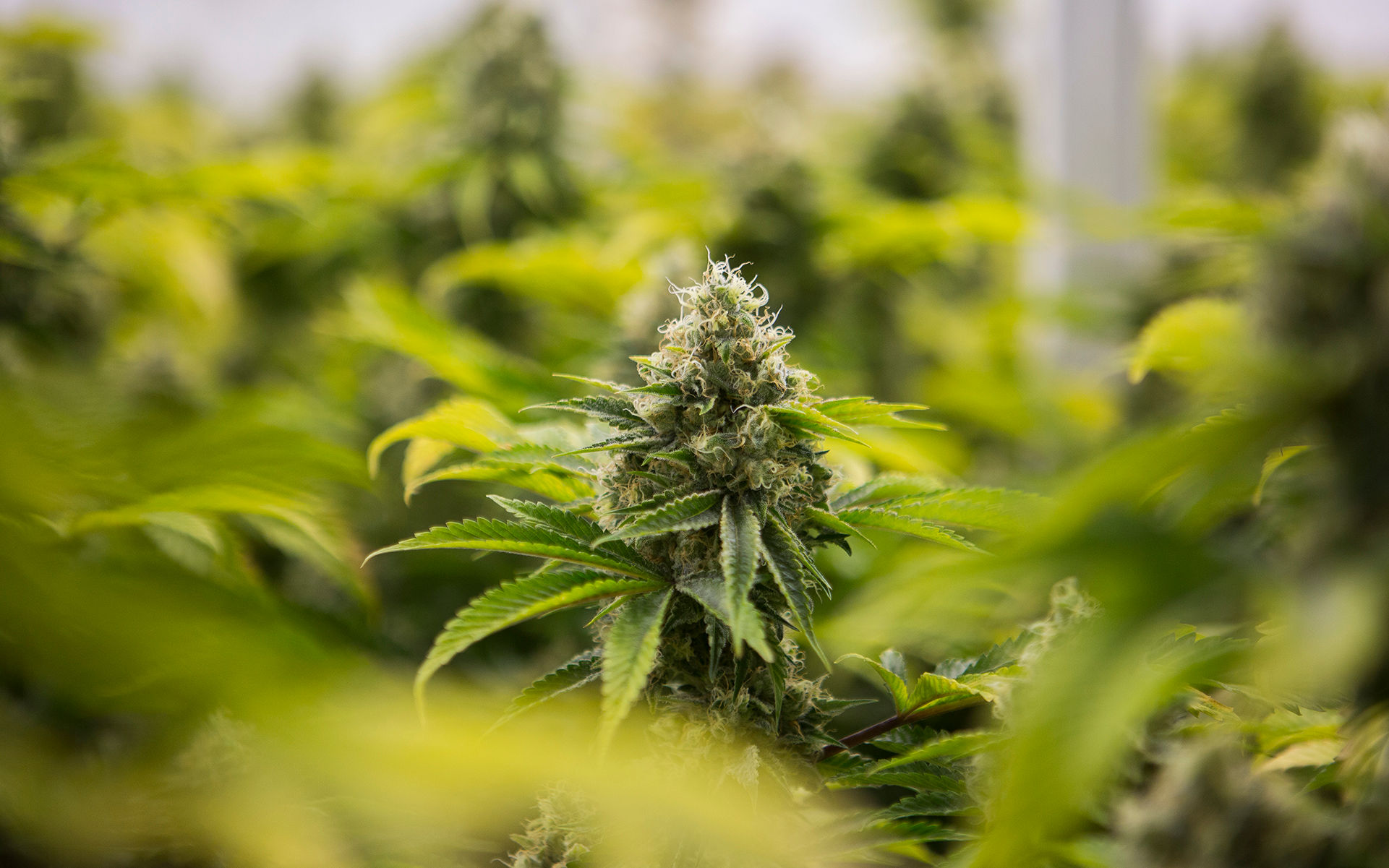 Chemdog - legendarna odmiana marihuany