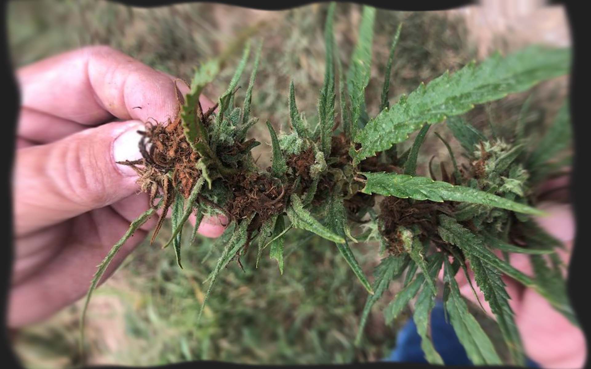 Jakie choroby i szkodniki mogą zaatakować rośliny marihuany i jak sobie z nimi radzić?