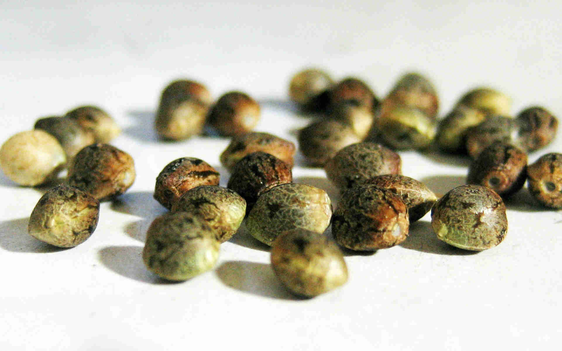 3 cechy pozwalające rozpoznać najlepsze nasiona feminizowane