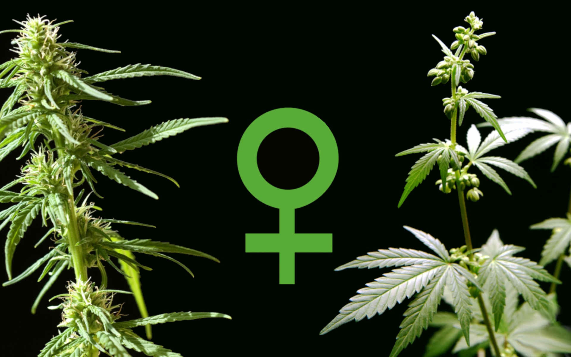 Co to są nasiona feminizowane?