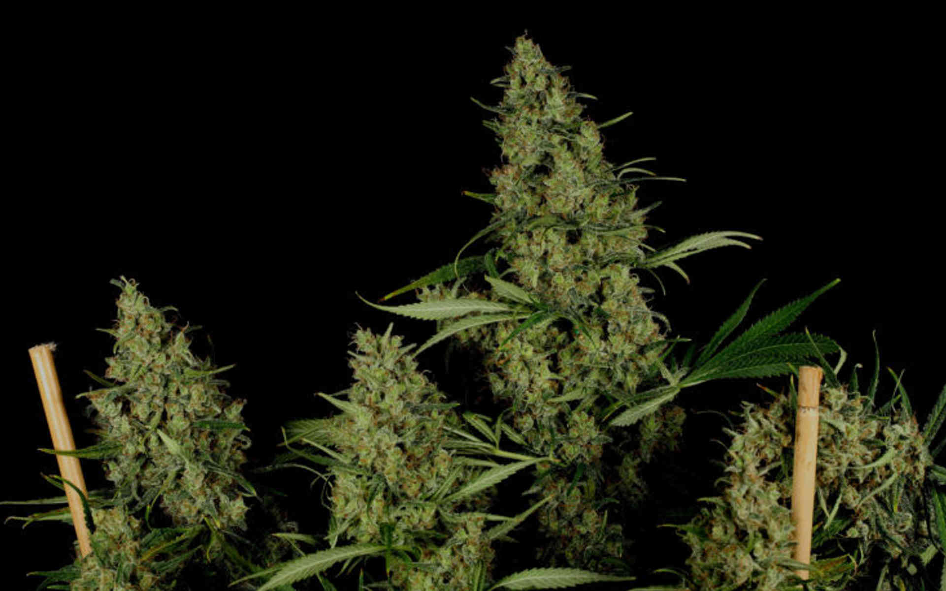 Critical Haze – sativa o ogromnych zbiorach