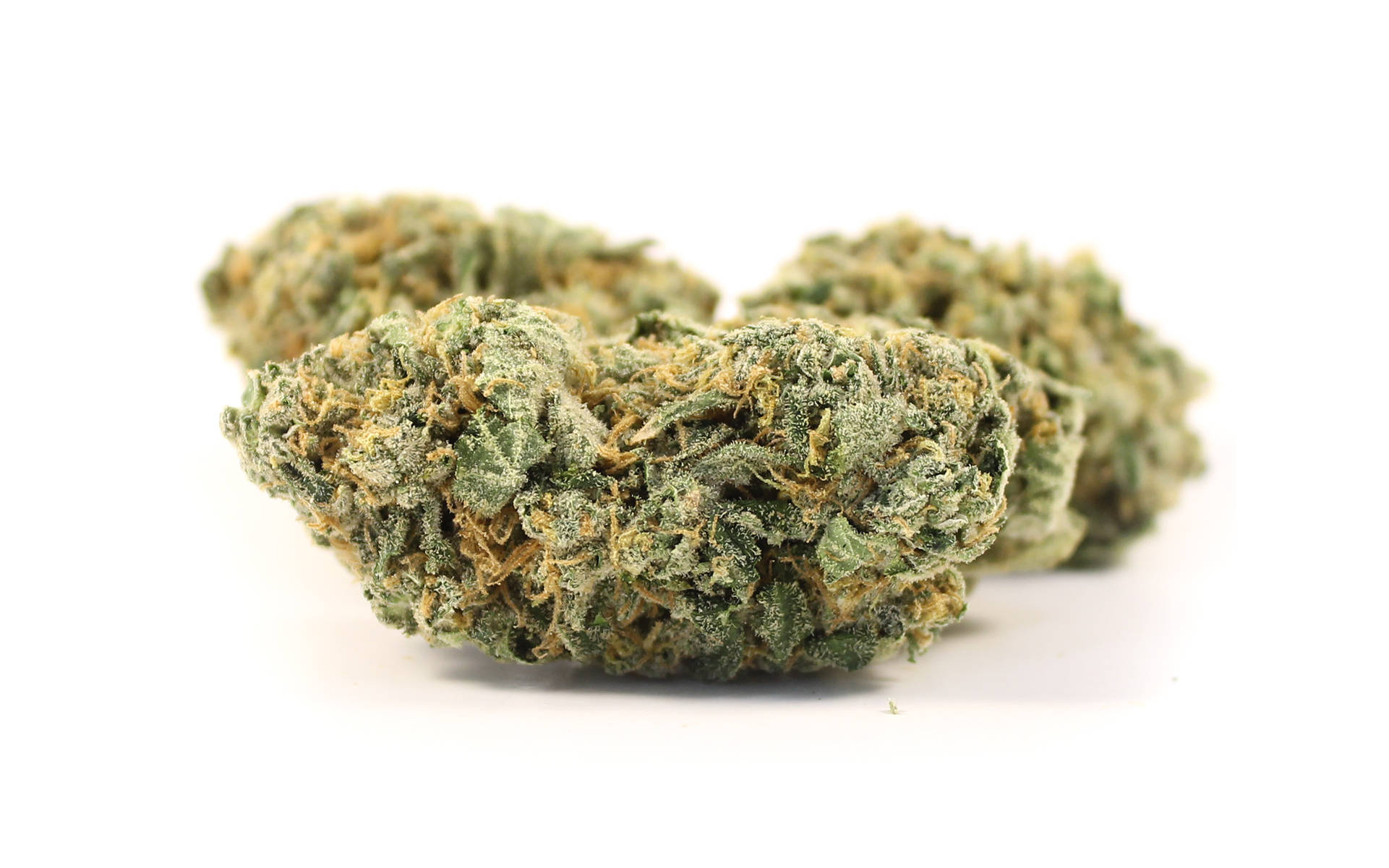 Critical Kush – szybko kwitnąca krzyżówka