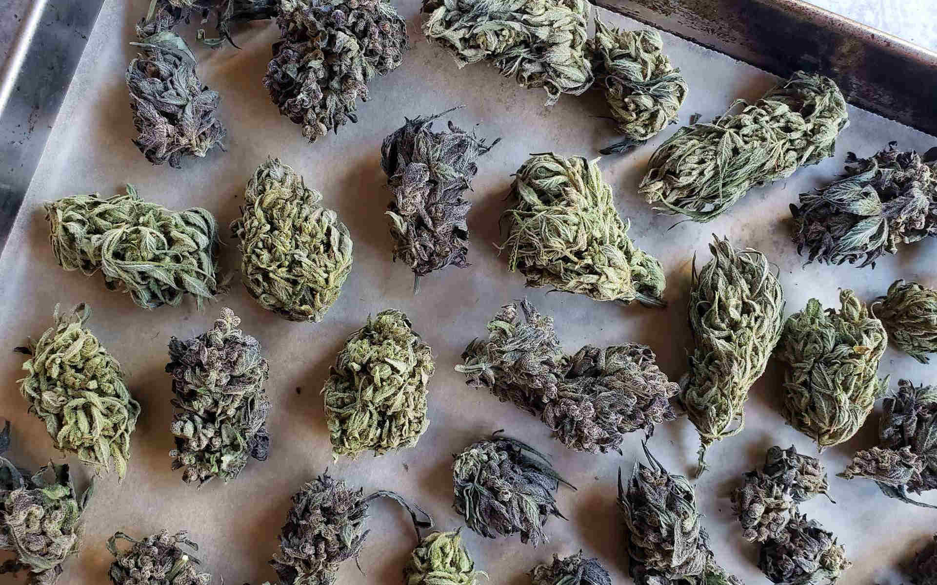 Dekarboksylacja marihuany – co to jest?