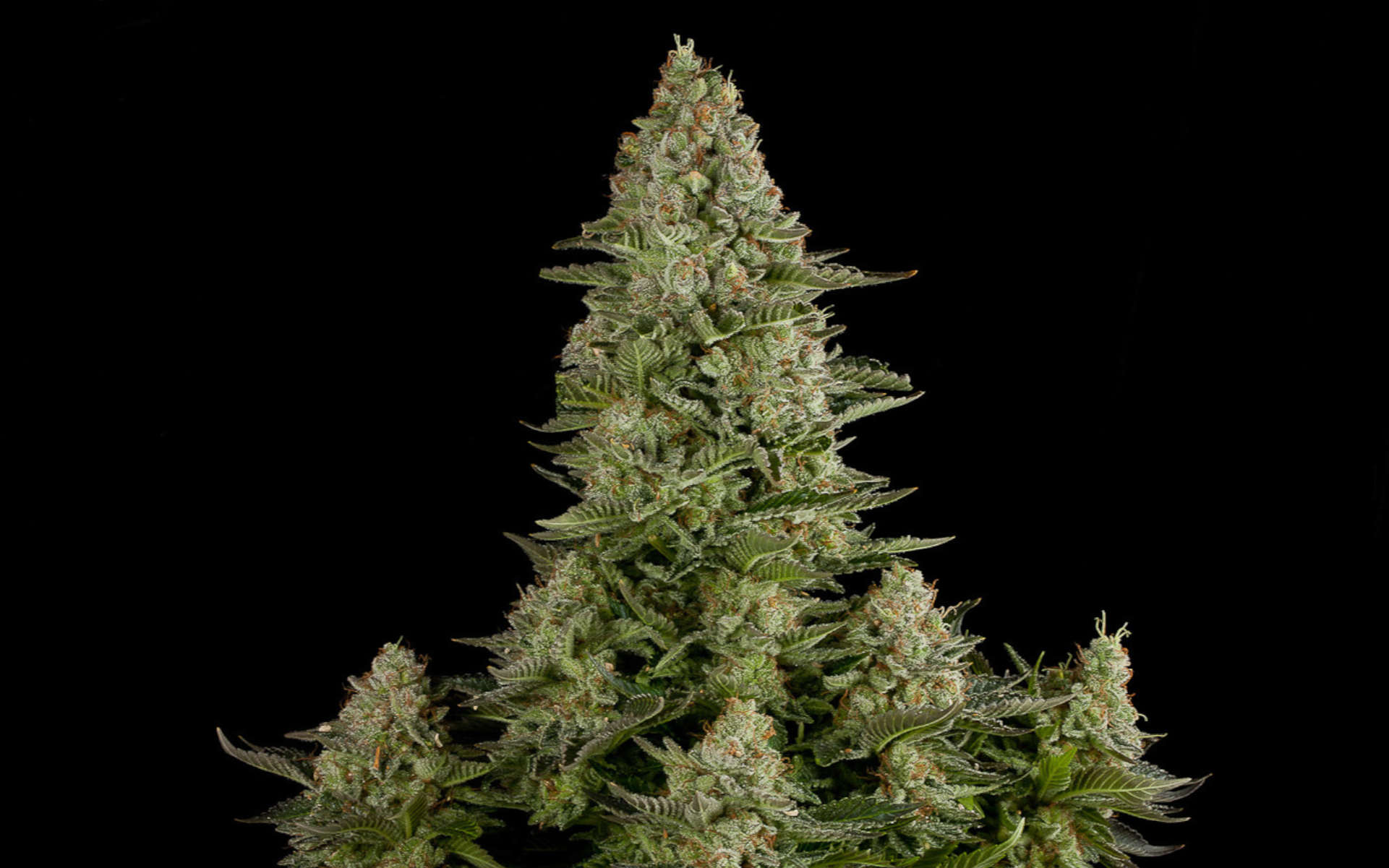 White Widow - najpopularniejsza odmiana na świecie?