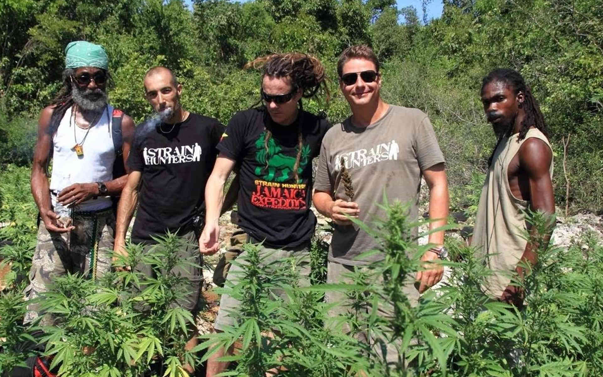 Green House Seeds - najlepszy seed bank z Holandii?