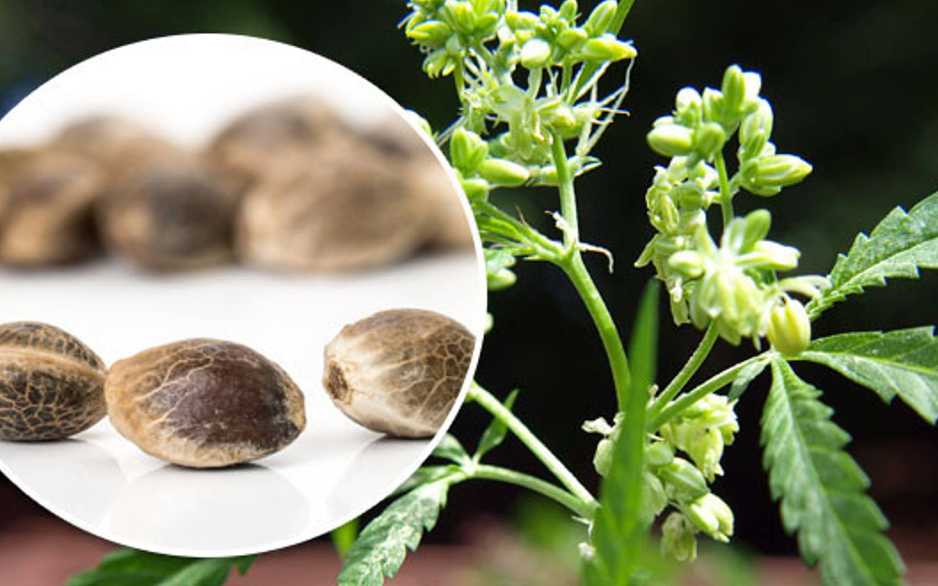 Historia odmian autokwitnących, czyli czym są nasiona automaty?