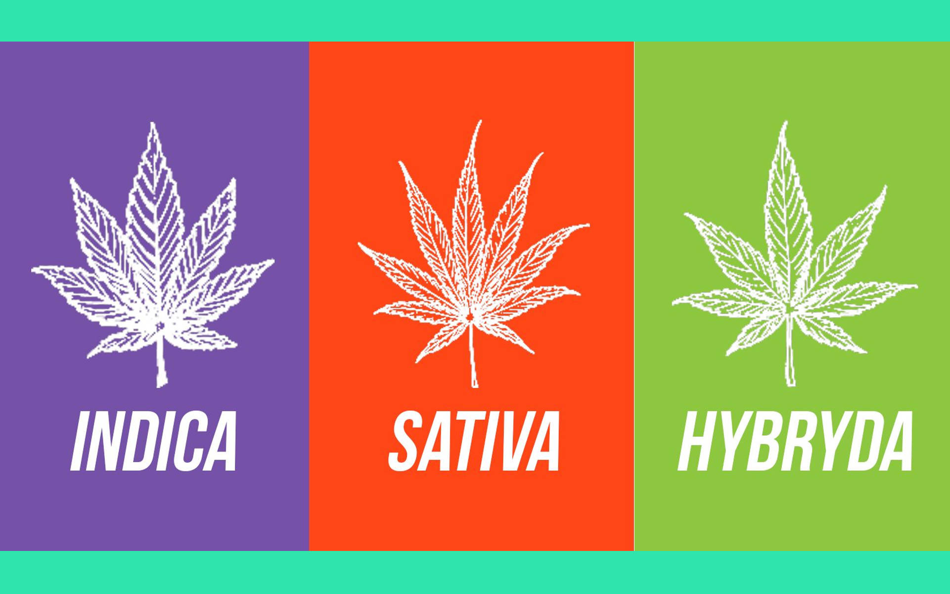 Indica vs. Sativa vs. Hybryda. Jakie efekty powodują różne odmiany konopi?