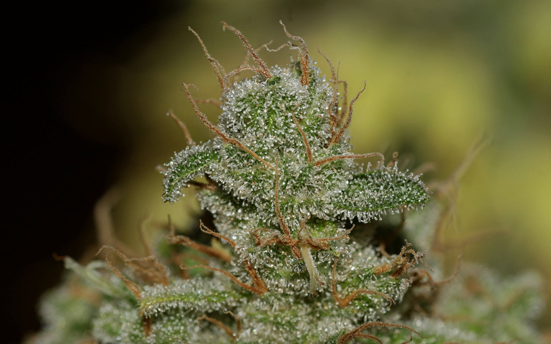 Jack Herer - żywa legenda