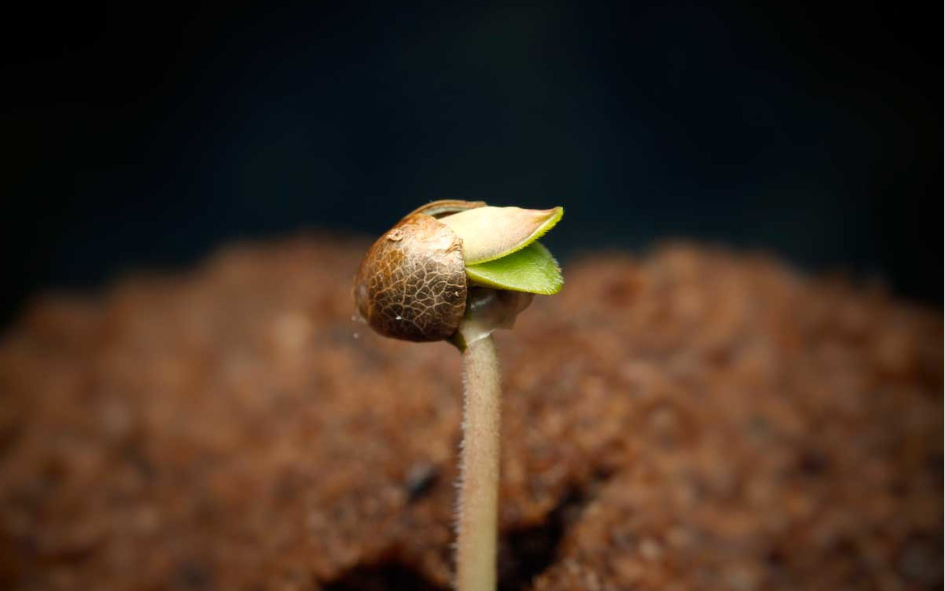 Jak wykiełkować nasiona marihuany w serwetkach?