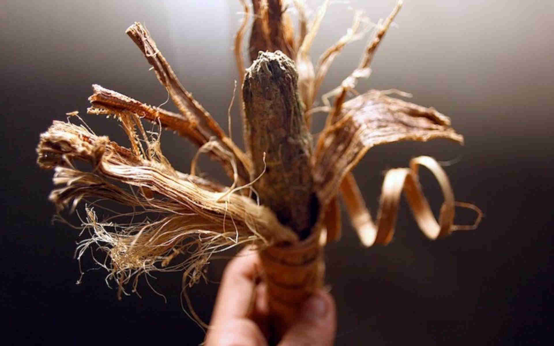 Malawi - najmocniejsza dzika Sativa