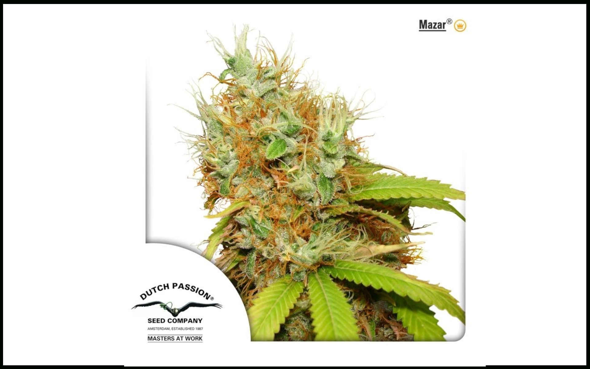 Mazar Dutch Passion - jedna z najmocniejszych odmian