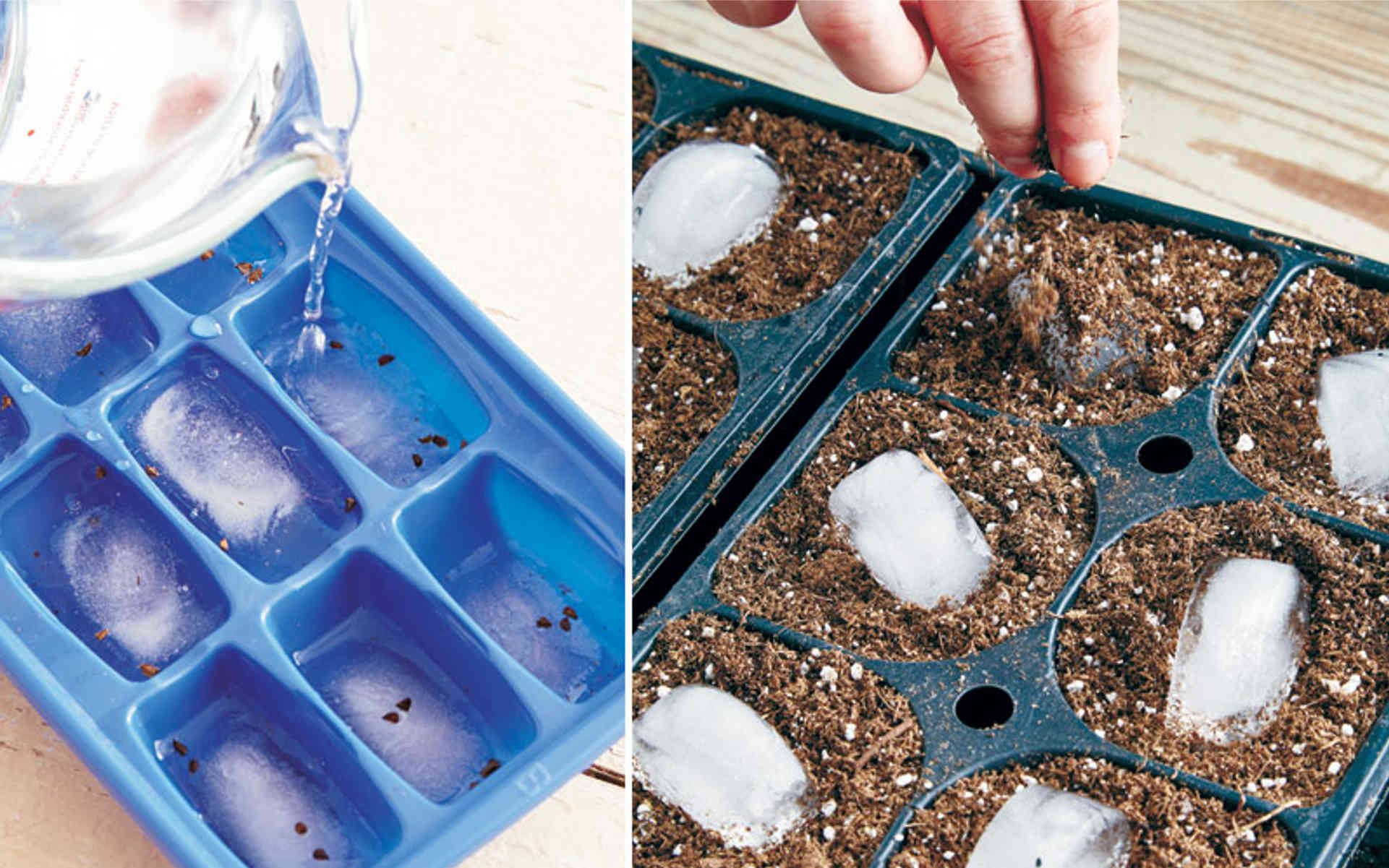 Czy można zamrażać nasiona?