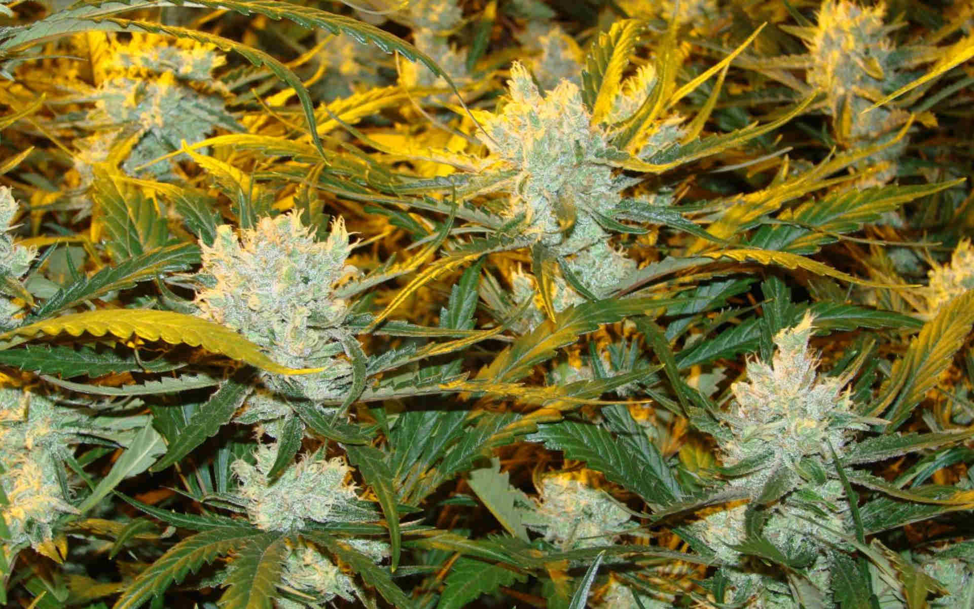 Amnesia Haze - najpopularniejsza odmiana marihuany