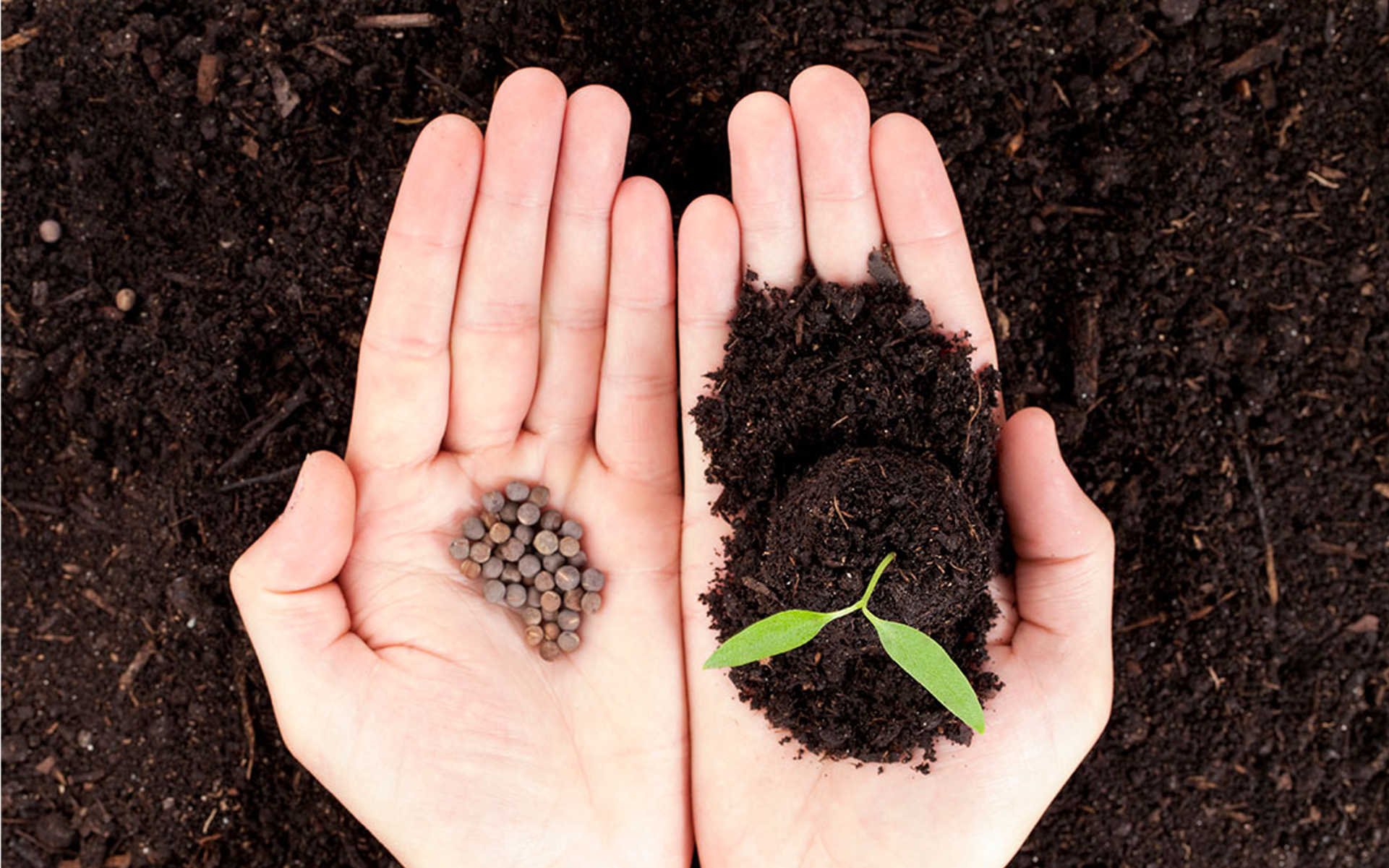 Nasiona – czyli początek wszystkiego…