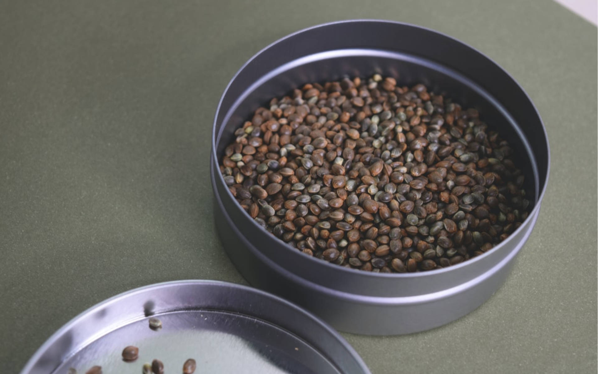 10 rzeczy, których nie wiesz o nasionach marihuany