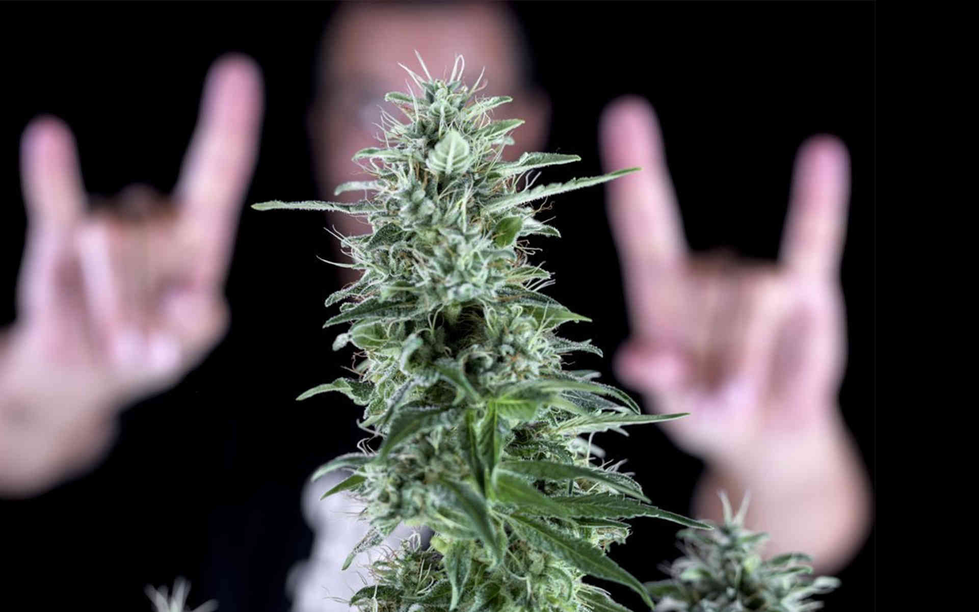 Txerri Bilbo Haze - nowa odmiana od Genehtik