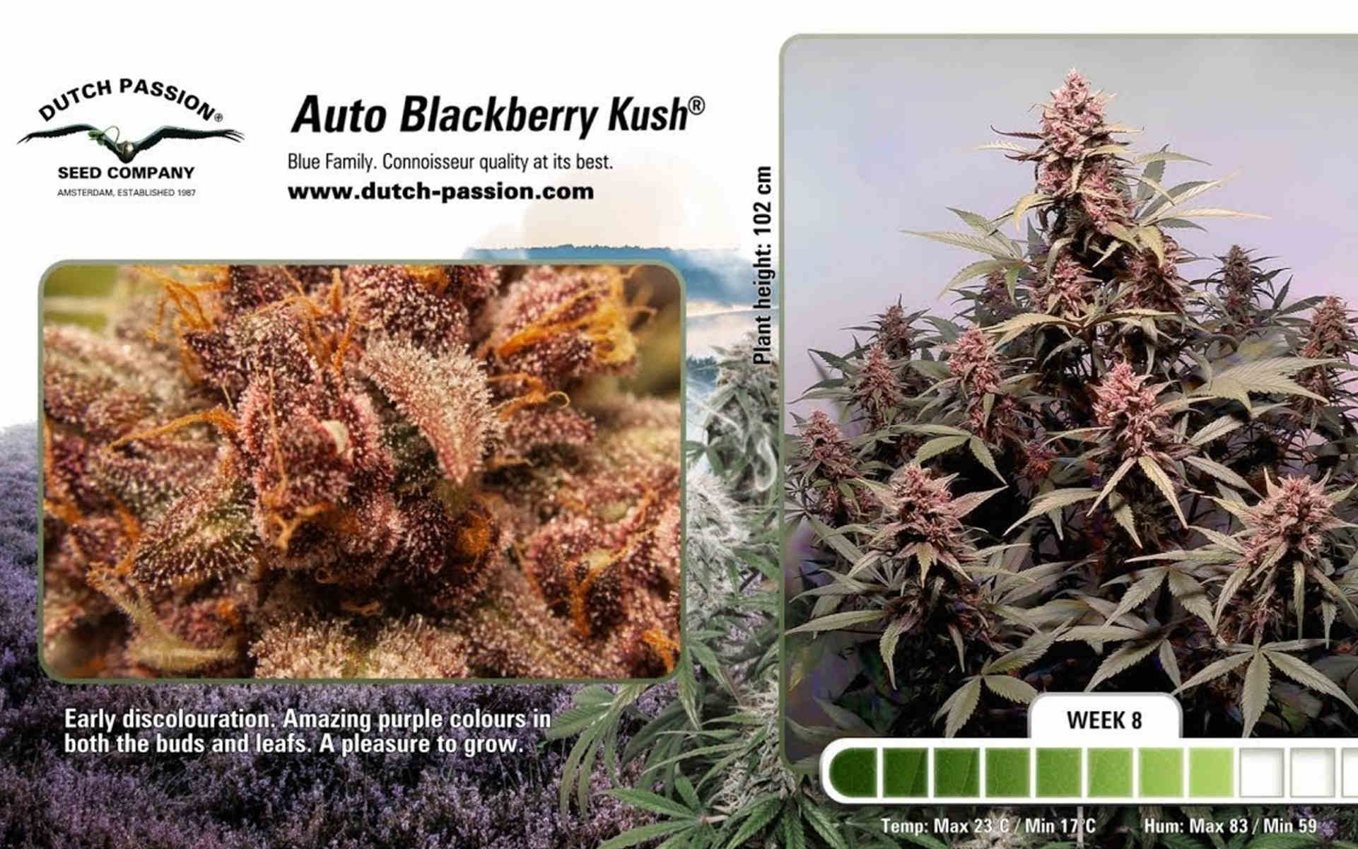 Nowe odmiany Dutch Passion na rok 2020