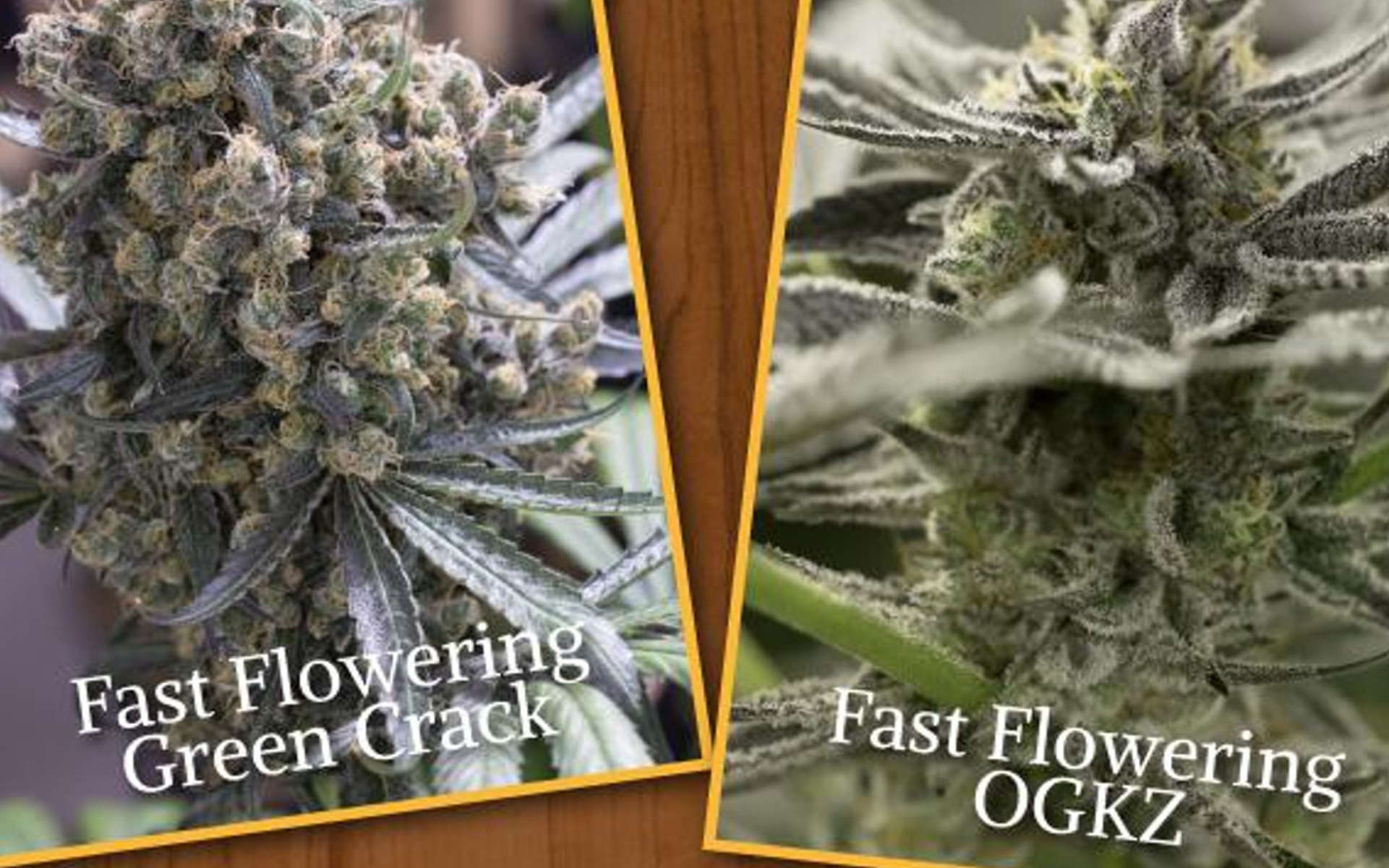 Odmiany outdoor od Humboldt Seed Organization na 2020 rok