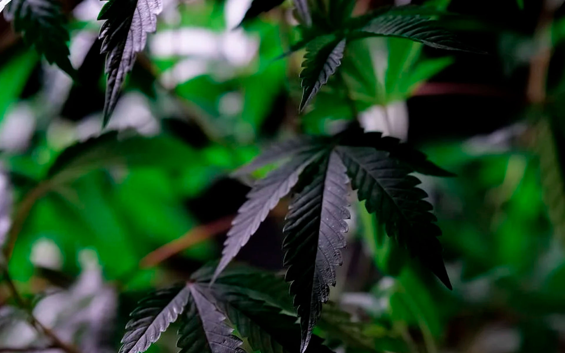 Sposoby na ochronę konopi przed szkodnikami i chorobami