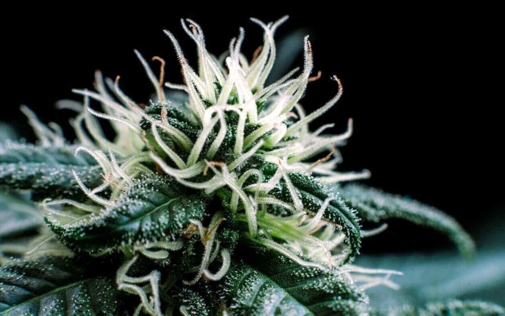 Jaka odmiana marihuany daje największe plony?