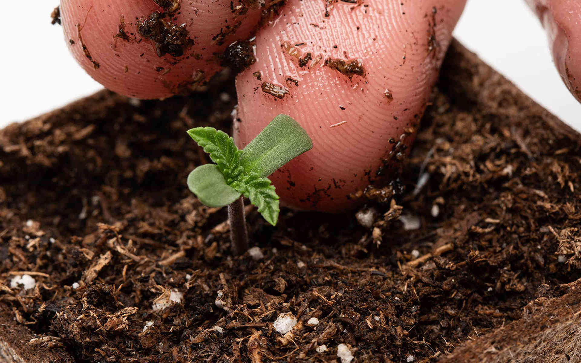 TOP 5 odmian na outdoor dla początkujących