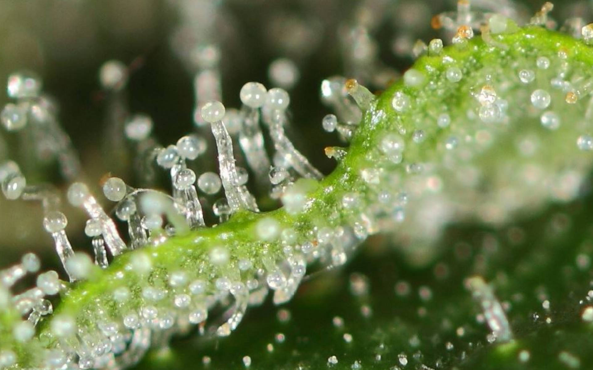 TOP 5 odmian o największej ilości żywicy