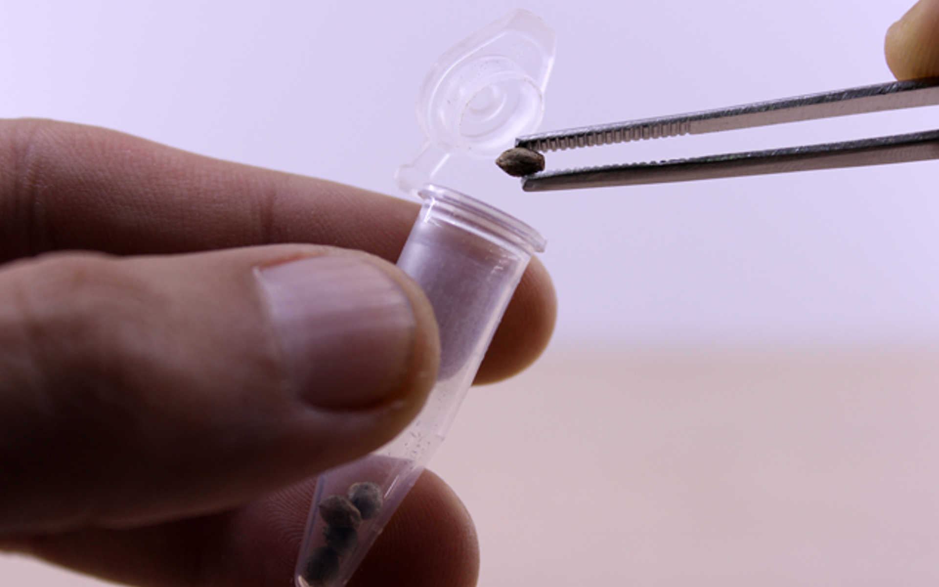 Jak przechowywać nasiona?