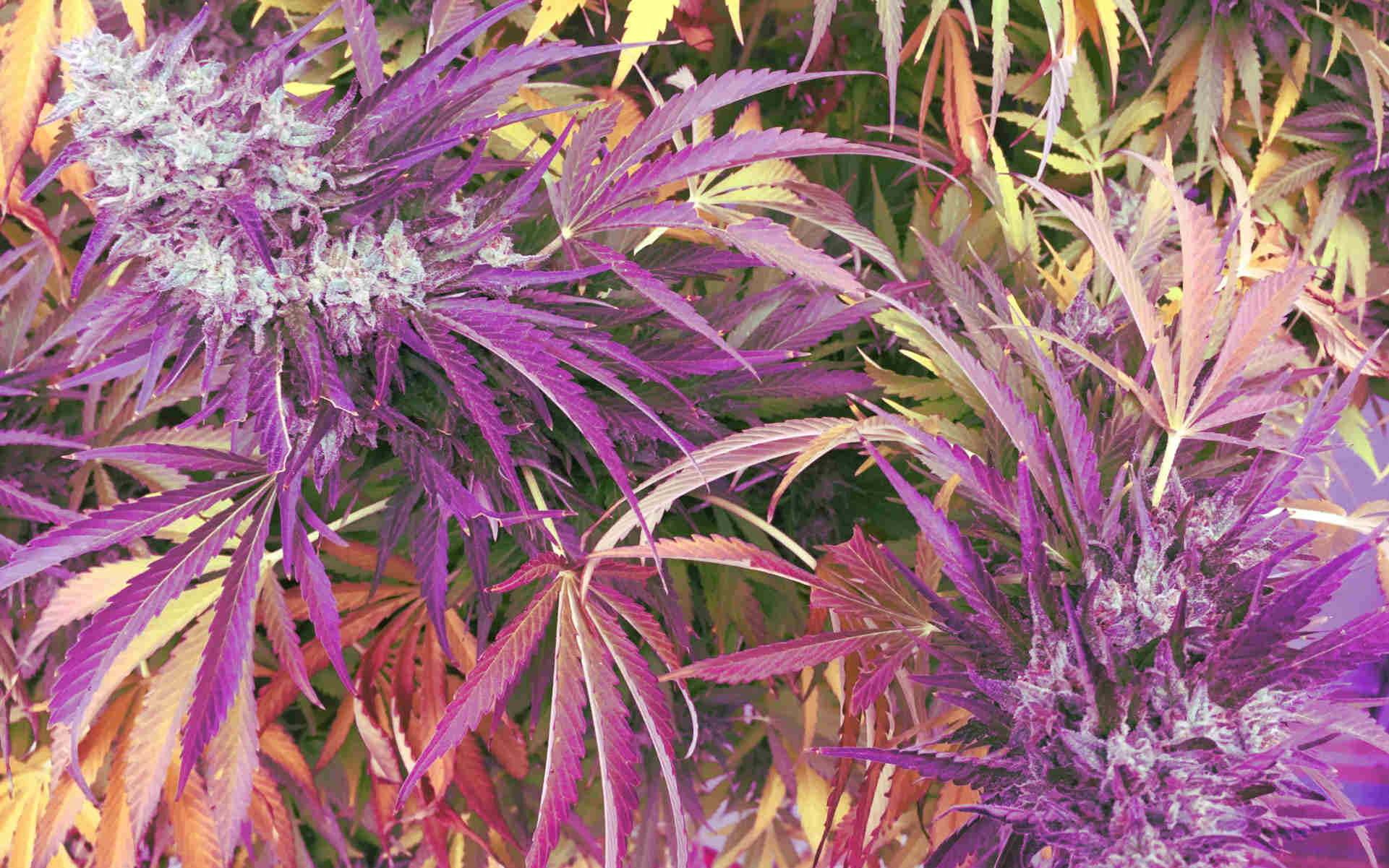Purple Haze - legendarna fioletowa odmiana