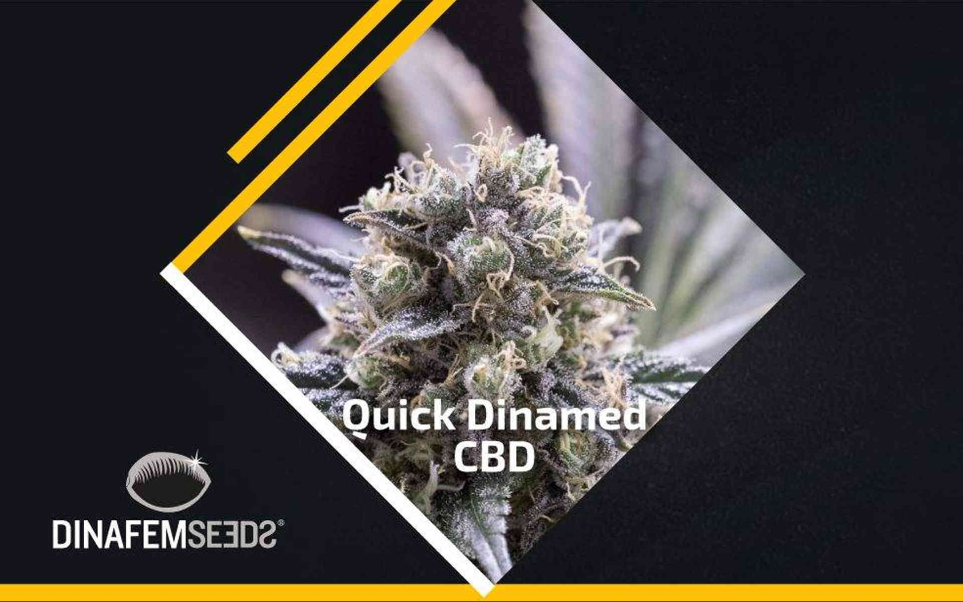 Quick Dinamed CBD – nowa odmiana od Dinafem