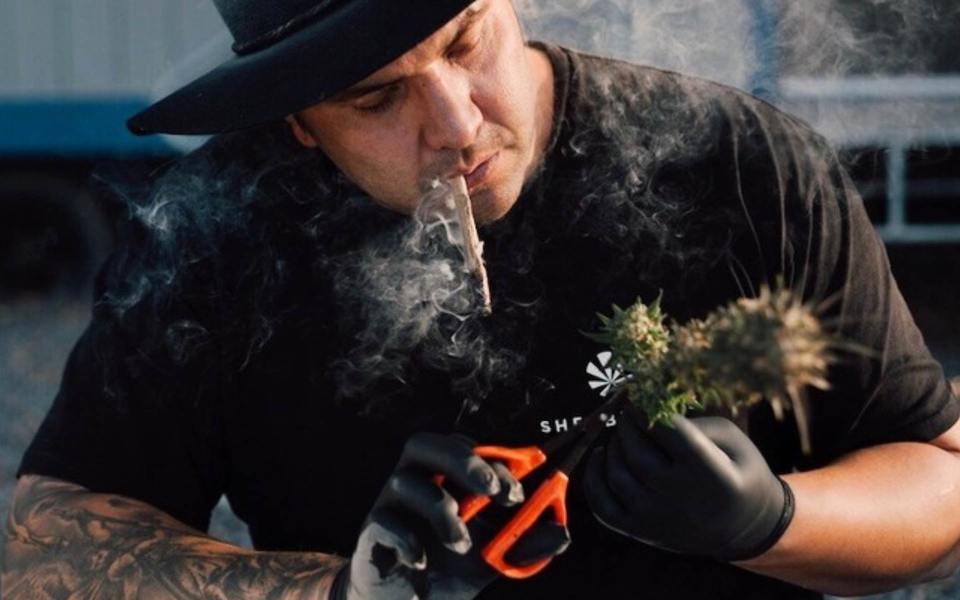 The New – nowa odmiana Sherbinskiego i Humboldt Seeds Organization