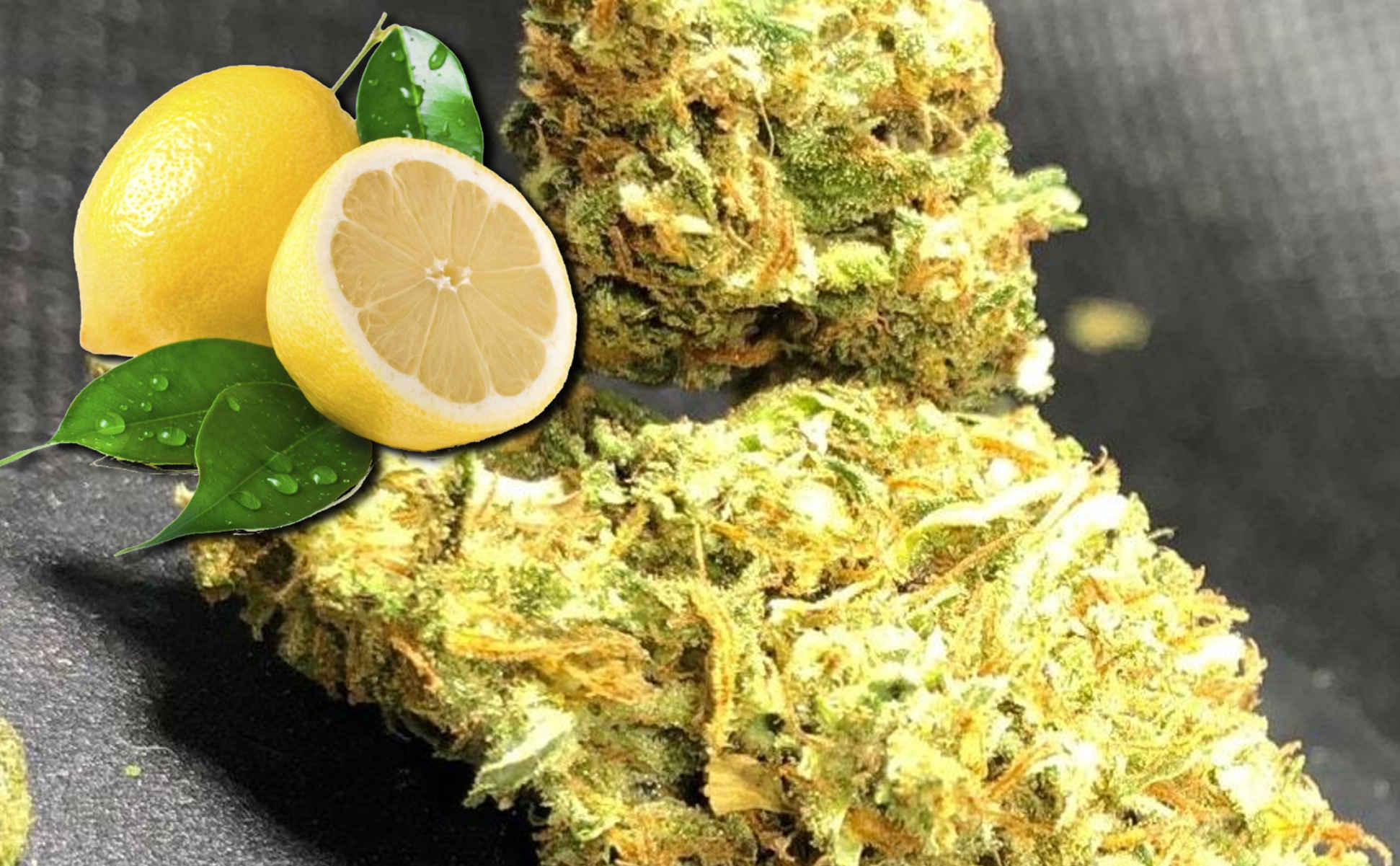 Super Lemon Haze – cytrynowy zwycięzca