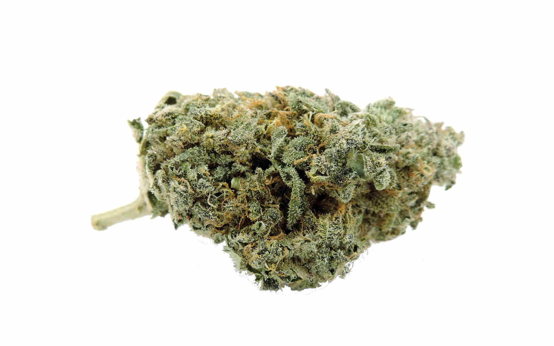 Super Silver Haze – królowa wszystkich Sativ