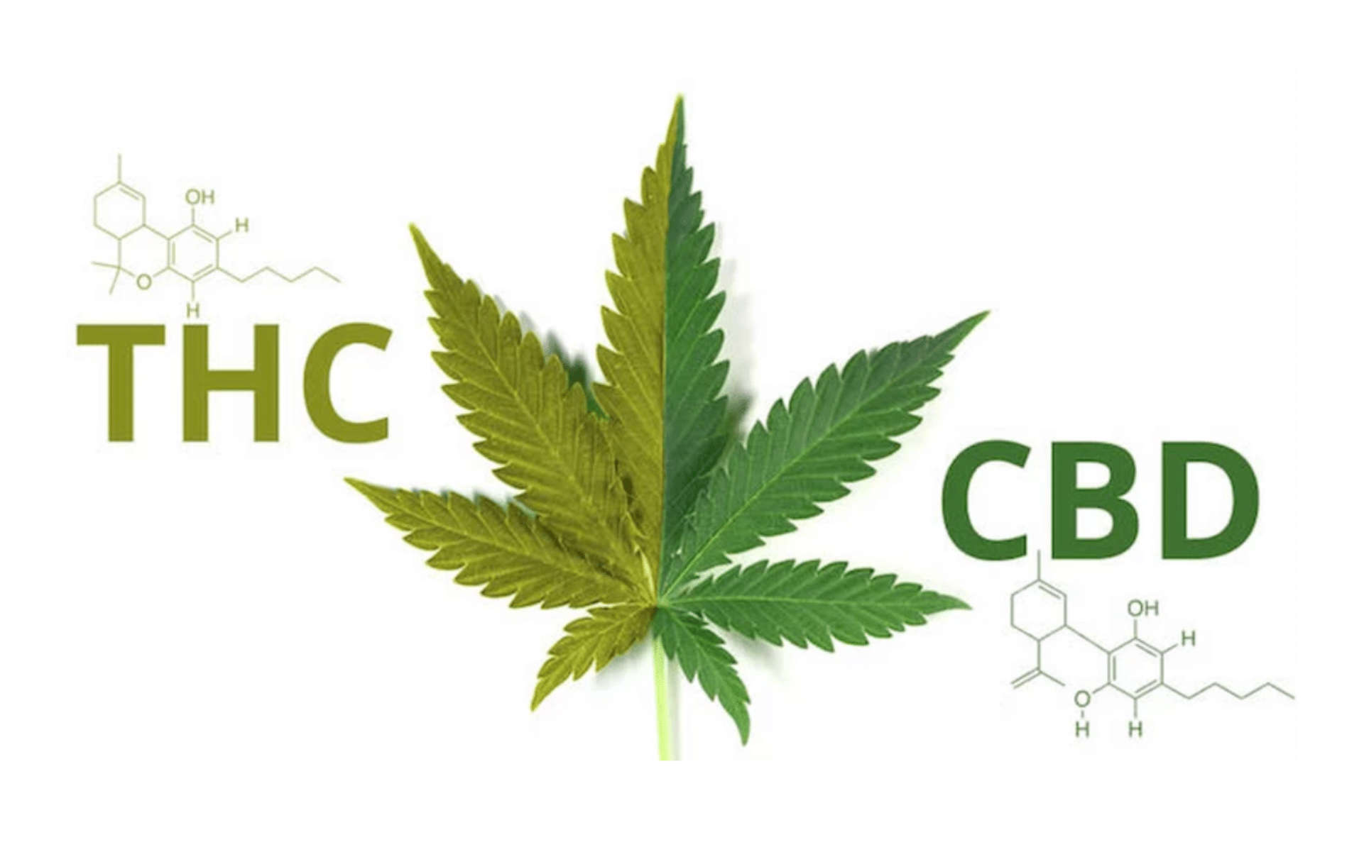 Czym się różni THC od CBD?